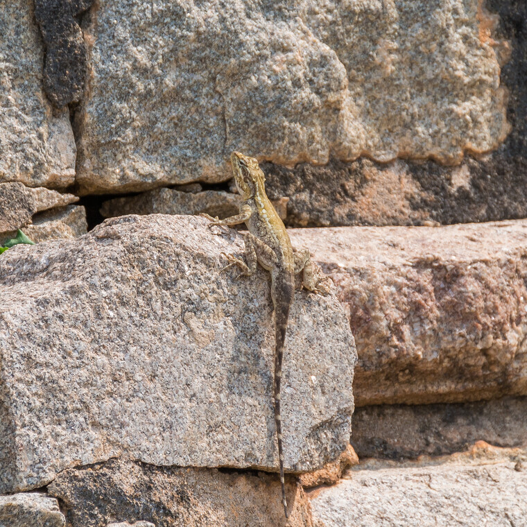 India 2014 - Hampi 036.jpg